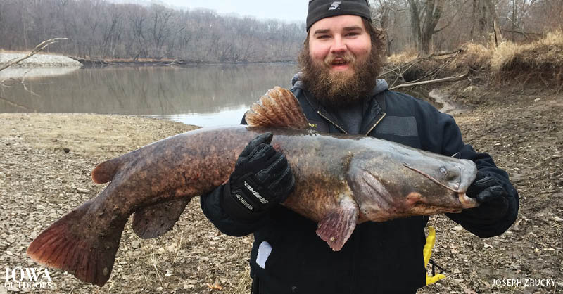 Learn about Iowa's monster fish, the flathead catfish Photo: Joseph Zrucky, Coralville Reservoir | Iowa Outdoors magazine 
